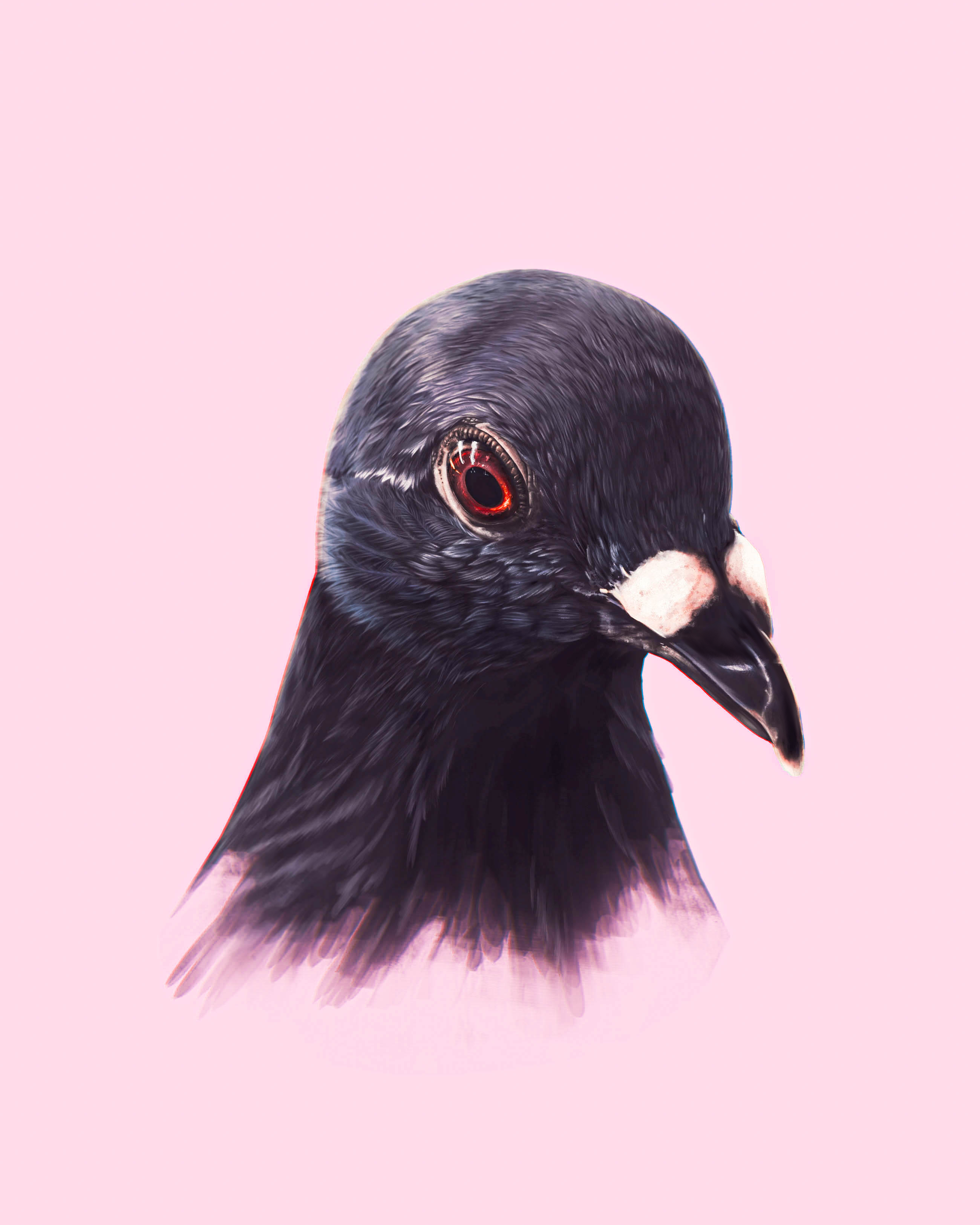 Digital painting of a pigeon